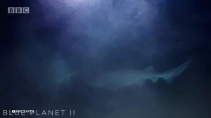 Он Заснял Мегалодона — Новые Доказательства Существования Мегалодона