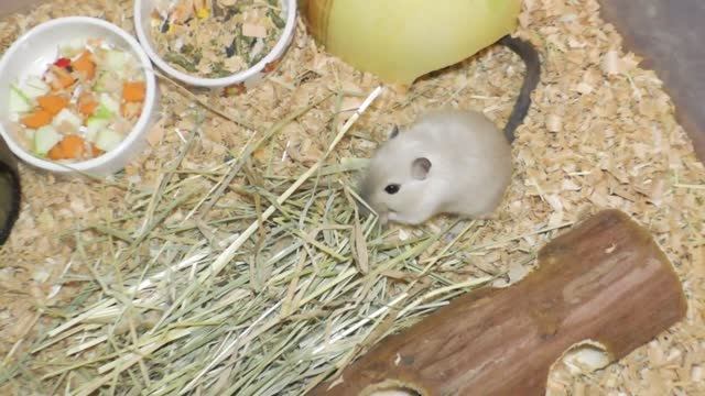 Здоровье песчанок. Что делать если песчанка заболела?