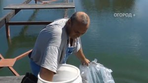 Откачиваю свой пруд и очищаю от всей рыбы до малька мотопомпой