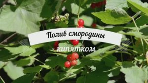Смородина и кипяток. Как защитить смородину от болезней и вредителей.