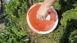 ?Первая подкормка баклажанов после высадки в грунт.?