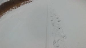 Щука на живца зимой в январе, жуткий клев, устал тащить улов домой. Трофейная щука.