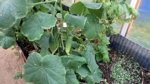 ВЫРАЩИВАНИЕ ОГУРЦОВ. Уход за ОГУРЦАМИ ОСЕНЬЮ