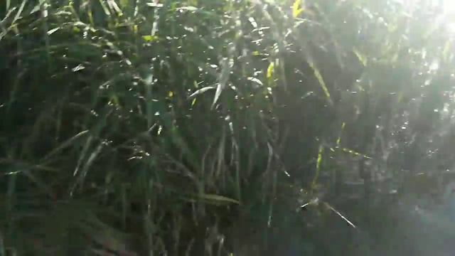 Рыбалка на затоне. Поймал подлещика. смотреть онлайн