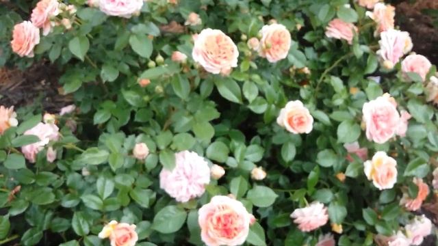 Шрабовая роза Чиппендейл смотреть онлайн