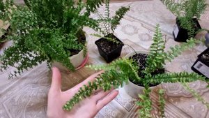 Обзор папоротников, новинки, лето 2021 г. Нефролепис.