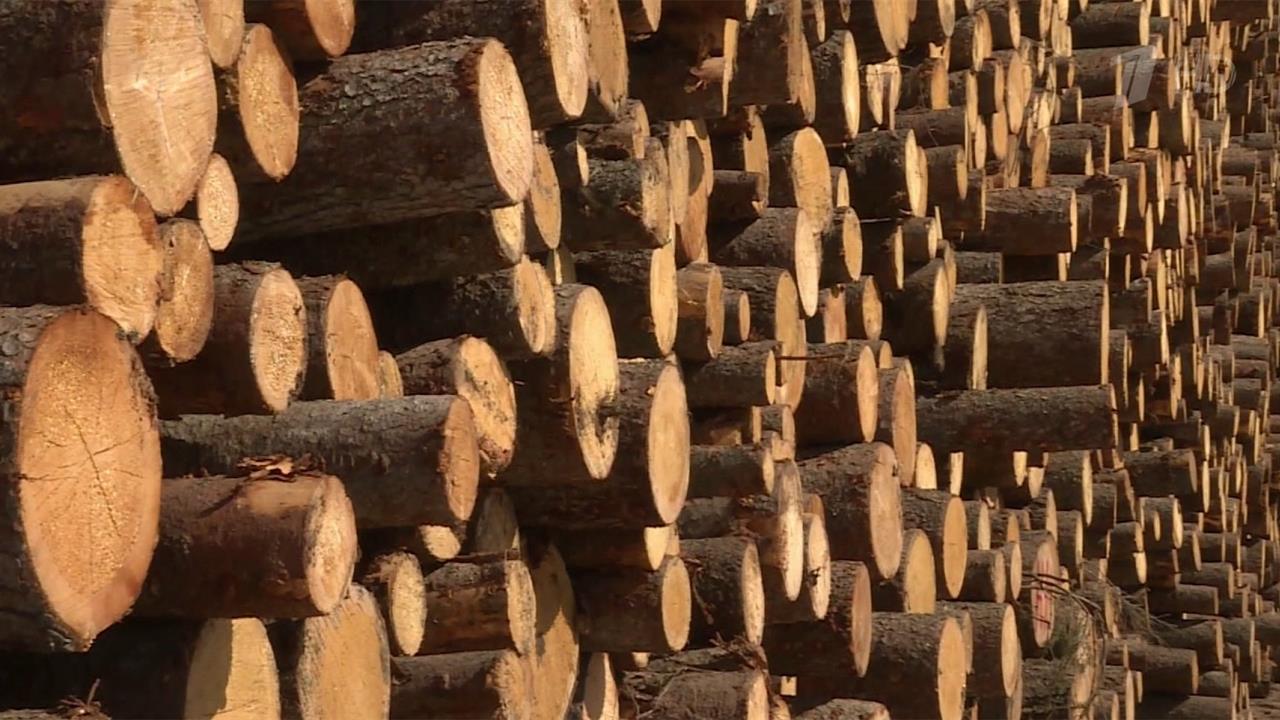 Президент на совещании о развитии лесного комплекс...о новых подходов в борьбе с незаконной вырубкой