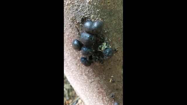 КОП ПОИСК НАХОДКИ В ДЕБРЯХ ЛЕСА В ЛИПЕЦКОЙ ОБЛАСТИ. ПОИСК МОНЕТ И КЛАДОВ В ЛЕСАХ смотреть онлайн