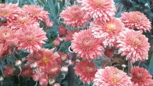 хризантема кирпичного цвета