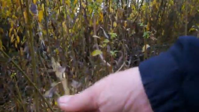 Дикие лозы 2 смотреть онлайн