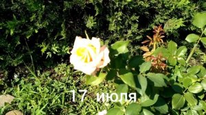 Роза "Крем-карамель". Лето 2021.