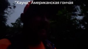 Охота на медведя в американском стиле, Охота с лайками и Александром Курашевым !