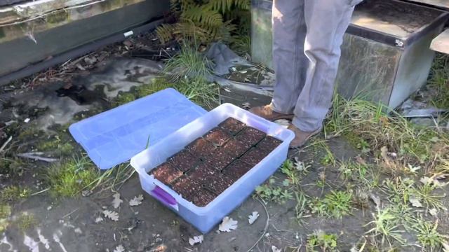 Ultimate Guide to Growing Carnivorous Plants from Seed Part 2: Stratification