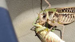 кузнечик ест кузнеца