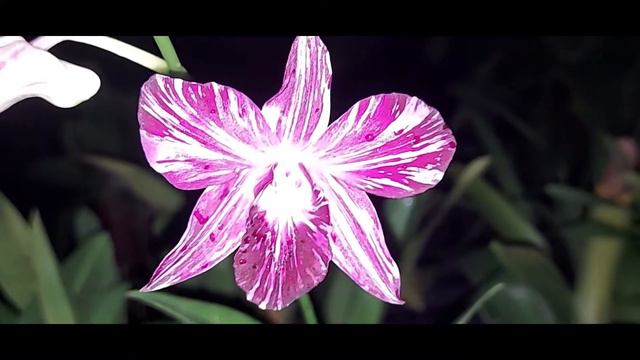 DENDROBIUM MARBLE PINK SPLASH IN BLOOM BY DR L JOSE смотреть онлайн