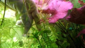 Цветение каролинской кабомбы