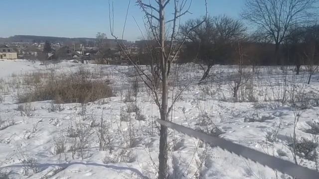 Строение плодового дерева. Термины.