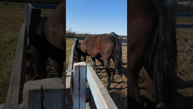 Арабеска. Американская рысистая смотреть онлайн