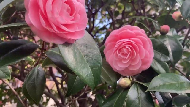 Camelia tree,i love the flowers!Spring 2021,Tokyo смотреть онлайн
