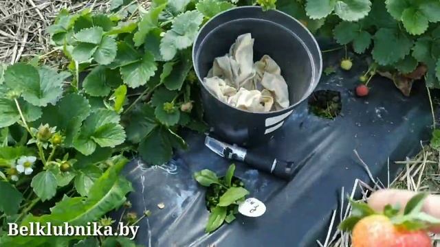 Сорт клубники Приз?. НСД. Belklubnika.by.mp4 смотреть онлайн