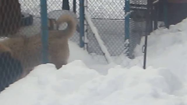 Игры собак во дворе.MOV смотреть онлайн