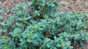 Antiulcer Plants in Pankaj Oudhia's Medicinal Plant Database. Part-34