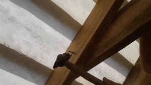 как забивать гвозди на бантине, стропиле