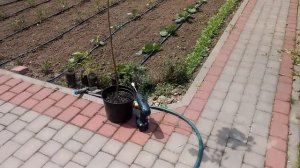 Обзор системы капельного полива для грядки.