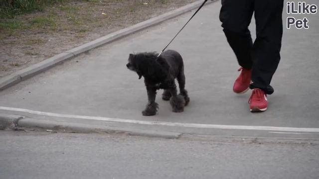 Слышен лай во дворе собачий