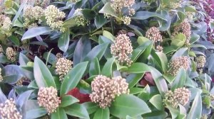 Big Plant Nursery - Skimmia japonica 'Fragrant Cloud'