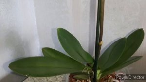 Новая Орхидея- мультифлора "Сансет Лав" и Что Ещё цветёт дома 16 сентября 2020г.