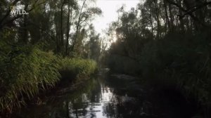 Дикая Природа нашей планеты Европа