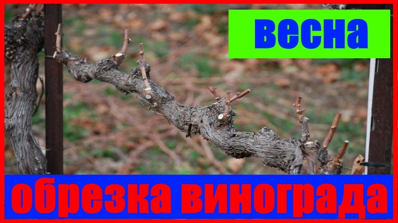 весенняя обрезка винограда обрезка виноградов виноград видео
