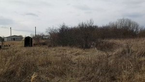 Садим живую изгородь из ивы