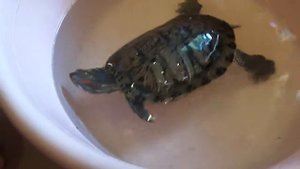 черепаха в тазике