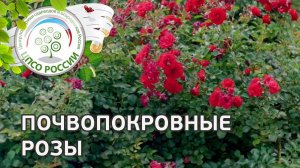 Почвопокровные розы. Ландшафтный дизайн своими руками.