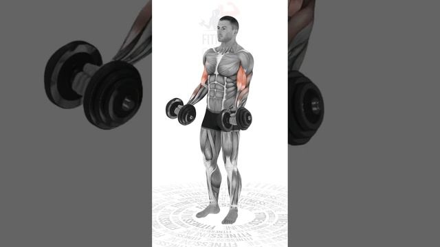 Сгибания рук с гантелями стоя/Standing dumbbell curls