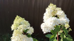 Цветение метельчатой гортензии ВАНИЛЛА ФРАЙЗ (Подмосковье)