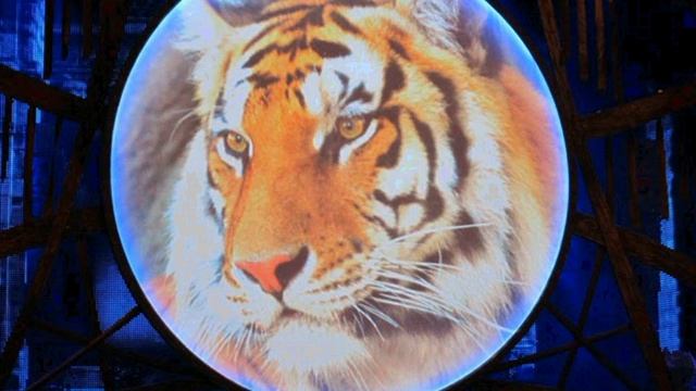 Conservation Finanance Forum: Lions and Tigers and Bears! смотреть онлайн