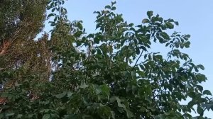СУРА АЛИ-ИМРАН СЛУШАЙТЕ ПОСТОЯННО ТРИЖДЫ БУДЕТ ДАНО БОГАТСТВО ИЗ НЕ ОЖИДАННЫХ ИСТОЧНИКОВ
