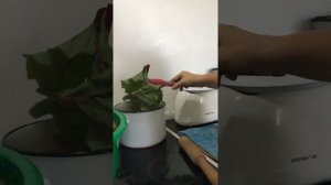Заготовка листьев свеклы или мангольда для голубцов