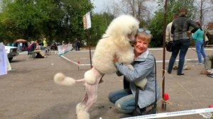 Милашка! Большой Королевский Пудель. Cutie! The Great Royal Poodle.