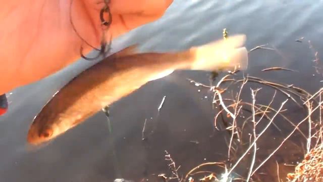 РЕШИЛ ПОЛОВИТЬ НАЛИМА, А ПОЙМАЛ ЩУКУ И УТКУ НА ЖЕРЛИЦУ #10 смотреть онлайн