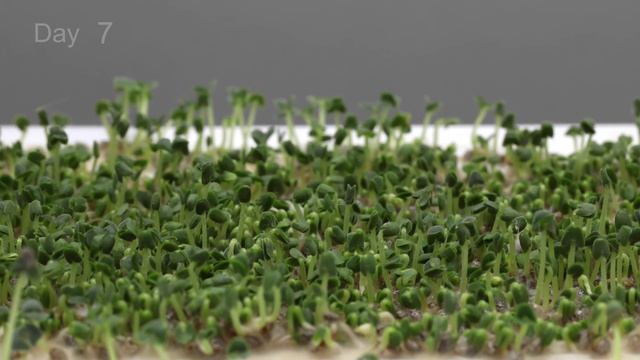 ? Chia seed growing | Expanding in Water ( Time Lapse ) смотреть онлайн