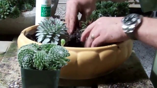 Planting a Sempervivum Dish Garden смотреть онлайн