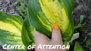 Хоста Center of Attention