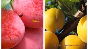 Слива обыкновенная Скороплодная-Гек (prunus) ? обзор: как сажать, саженцы сливы Скороплодная-Гек
