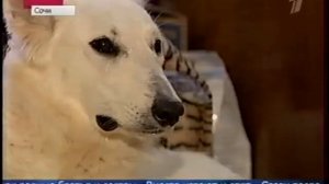 Собака выкормила тигрят.