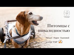 Питомцы с инвалидностью. Психологический взгляд