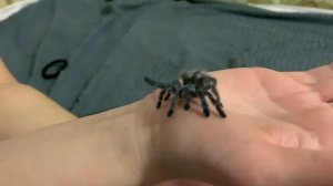Caribena versicolor / Самый "меткий" паук птицеед / Карибена версиколор